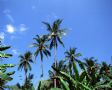 Palmiye Ağaçları