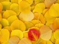 Sarı Sarı Yapraklar
