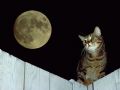 Kedi ve Ay